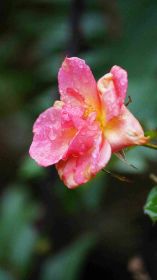 DSC00624.jpg
